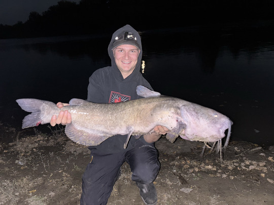 Channel Catfish