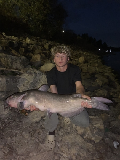Channel Catfish