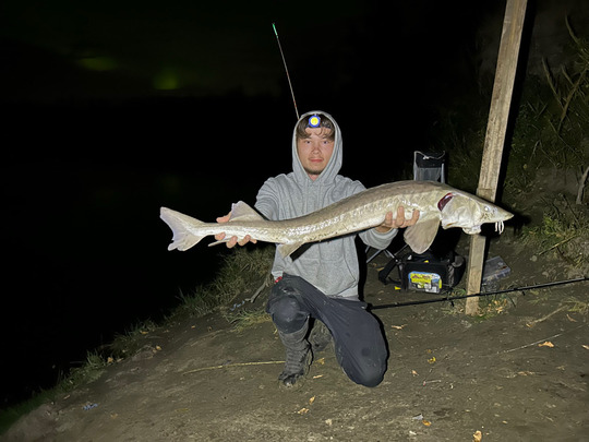 Lake Sturgeon