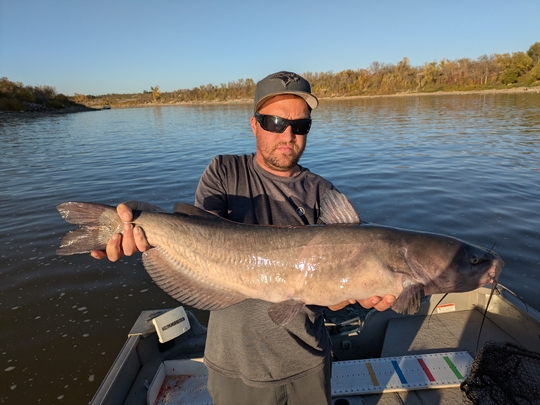 Channel Catfish