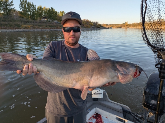 Channel Catfish