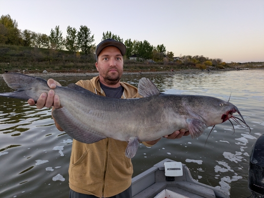 Channel Catfish