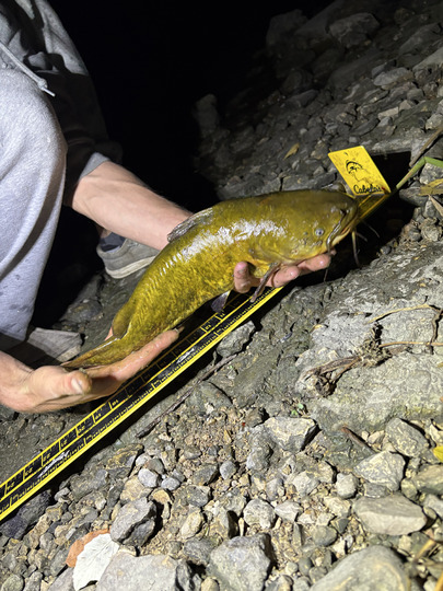 Bullhead