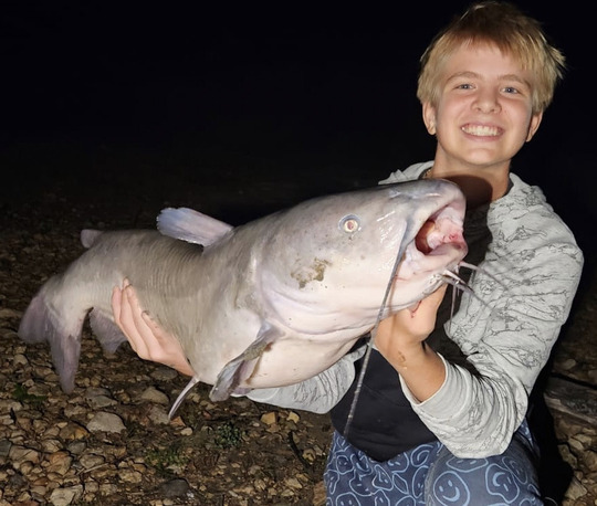 Channel Catfish