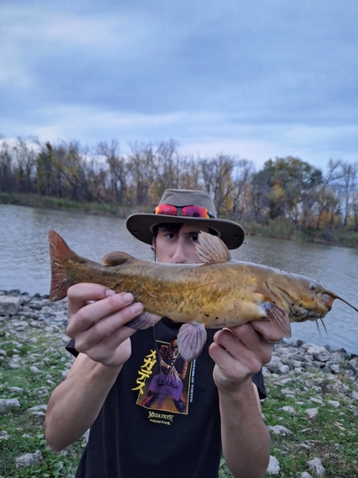 Bullhead