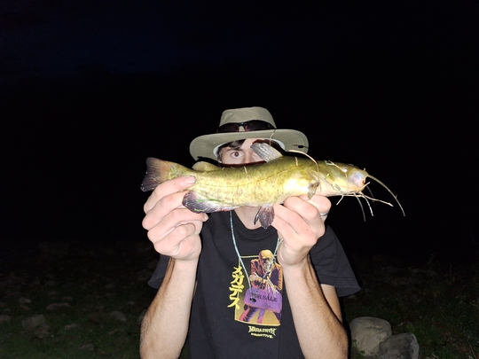 Bullhead