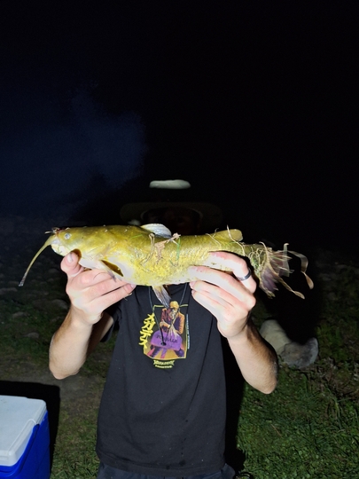 Bullhead