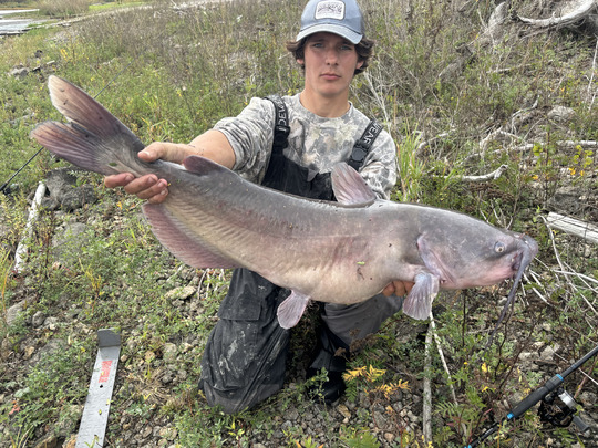 Channel Catfish