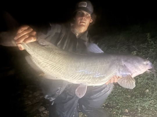 Channel Catfish