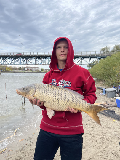 Common Carp
