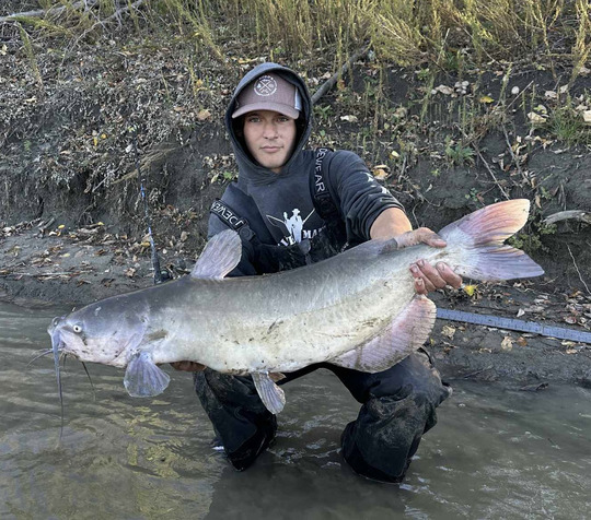 Channel Catfish