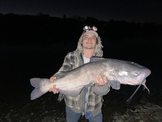 Channel Catfish