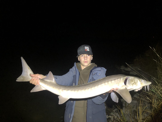 Lake Sturgeon