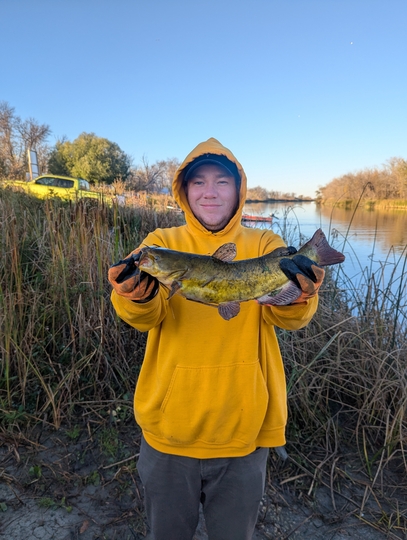 Bullhead
