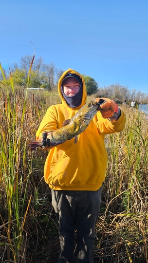 Bullhead
