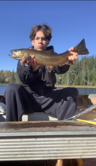 Tiger Trout