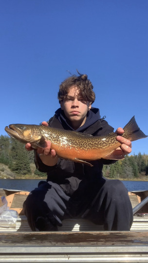 Tiger Trout