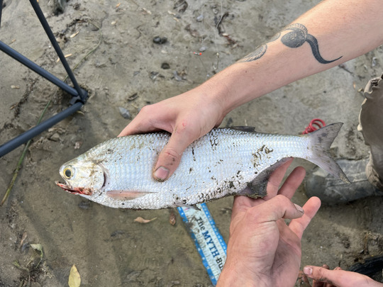 Goldeye