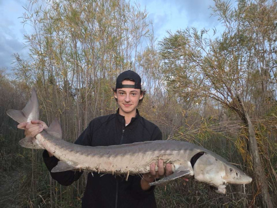Lake Sturgeon