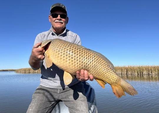 Common Carp
