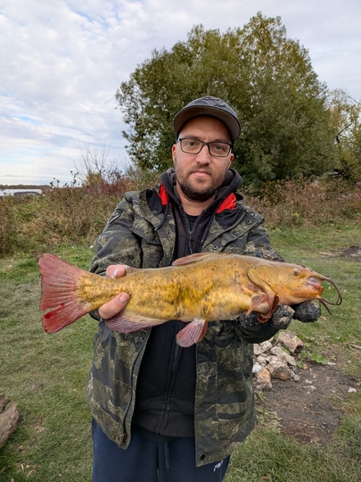 Bullhead