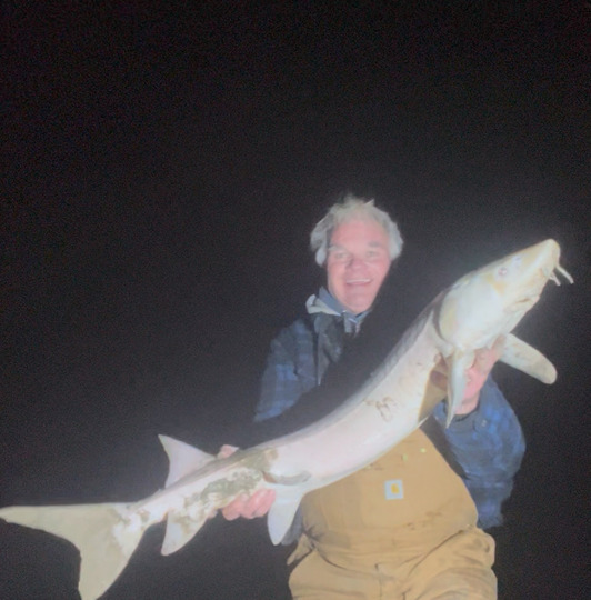 Lake Sturgeon