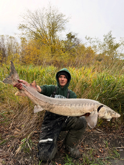 Lake Sturgeon