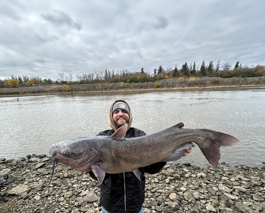 Channel Catfish