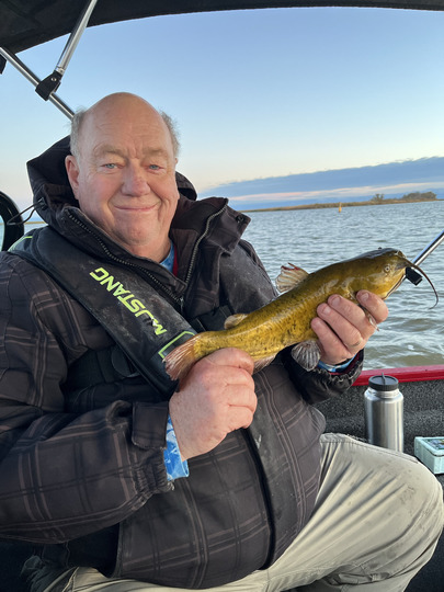 Bullhead