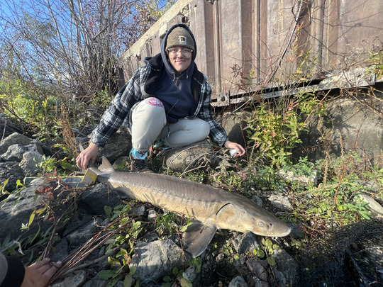 Lake Sturgeon