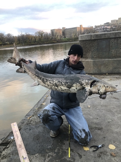 Lake Sturgeon