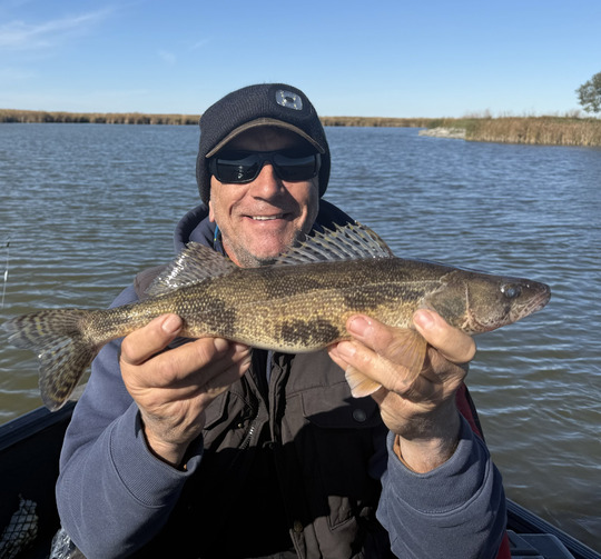 Sauger
