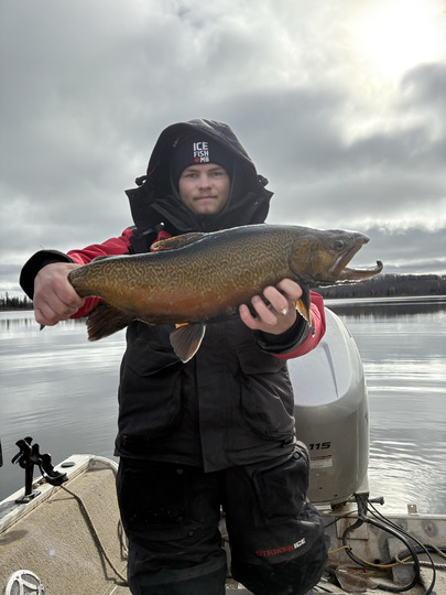 Tiger Trout