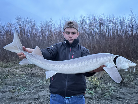 Lake Sturgeon