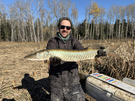 Muskellunge