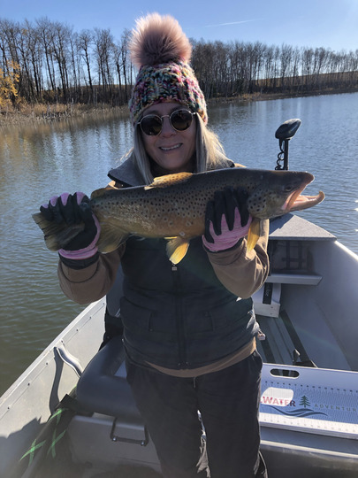 Brown Trout