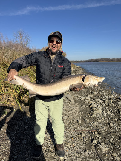Lake Sturgeon