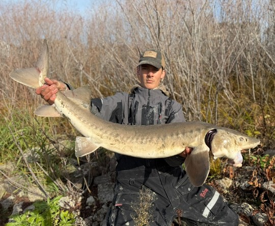 Lake Sturgeon