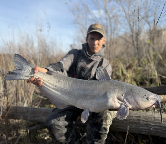 Channel Catfish