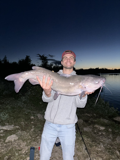 Channel Catfish