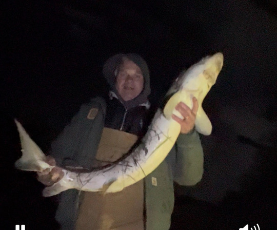 Lake Sturgeon