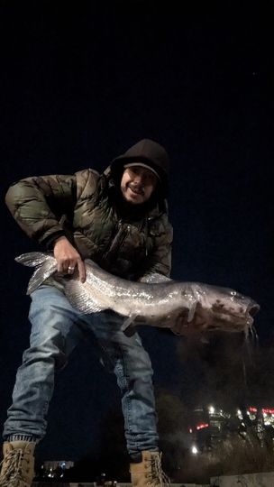 Channel Catfish
