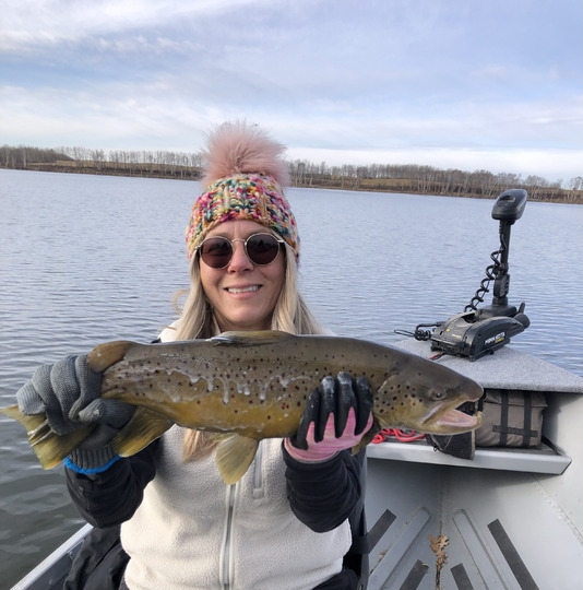 Brown Trout