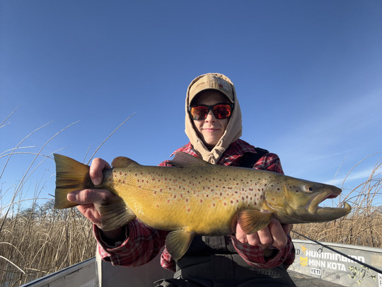 Brown Trout