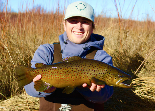 Brown Trout