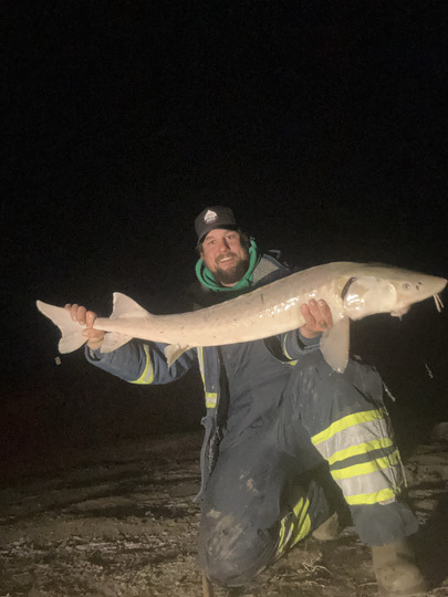 Lake Sturgeon
