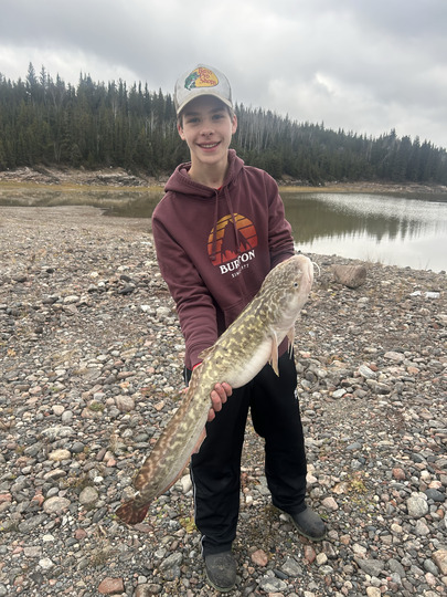 Burbot
