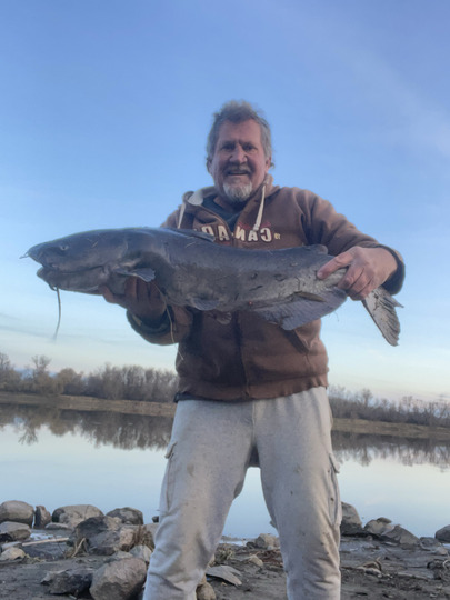 Channel Catfish