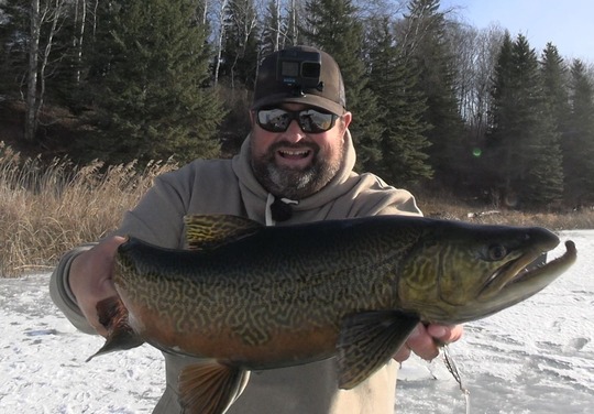 Tiger Trout