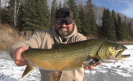 Tiger Trout